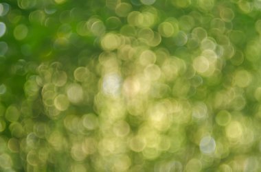 Kopya alanı doğa yeşil bokeh güneş ışık parlaması ve yaprak soyut doku arka plan bulanıklık. 
