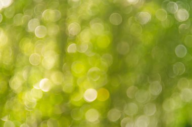 Doğa yeşil bokeh güneş ışık arka plan. 