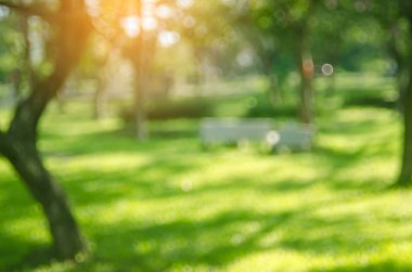 Yeşil Doğa Parkı ile güneş ışık kopya alan arka plan bulanıklık.