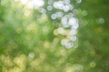 Kopya alanı doğa yeşil bokeh güneş ışık parlaması ve yaprak soyut doku arka plan bulanıklık. 