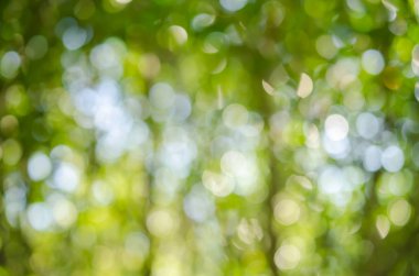 Doğa yeşil bokeh güneş ışık arka plan.