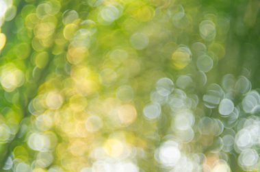 Doğa yeşil bokeh güneş ışık arka plan. 