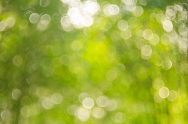 Doğa yeşil bokeh güneş ışık arka plan. 