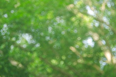 Kopya alanı doğa yeşil bokeh güneş ışık parlaması ve yaprak soyut doku arka plan bulanıklık.