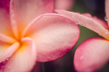 Tropikal çiçek Leelavadee arka plan kadar kapatın. 