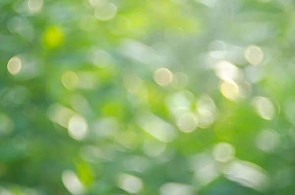 Natur grün Bokeh Sonne Licht abstrakten Hintergrund. — Stockfoto