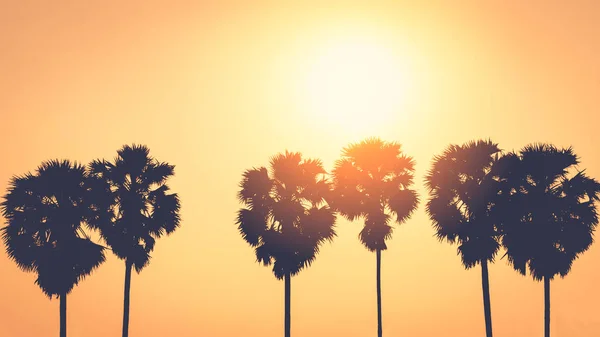 Kopieer ruimte van tropische palmboom met zonlicht op hemel achtergrond. — Stockfoto