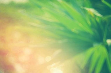 Kopya alanı bulanıklık palmiye yaprağı mavi gökyüzü ve bokeh güneş ligth Soyut doku arka plan beyaz bulutlar.