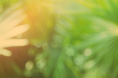 Kopya alanı bulanıklık palmiye yaprağı mavi gökyüzü ve bokeh güneş ligth Soyut doku arka plan beyaz bulutlar.