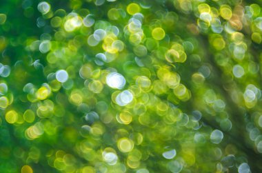 Doğa yeşil bokeh güneş ışık arka plan. 