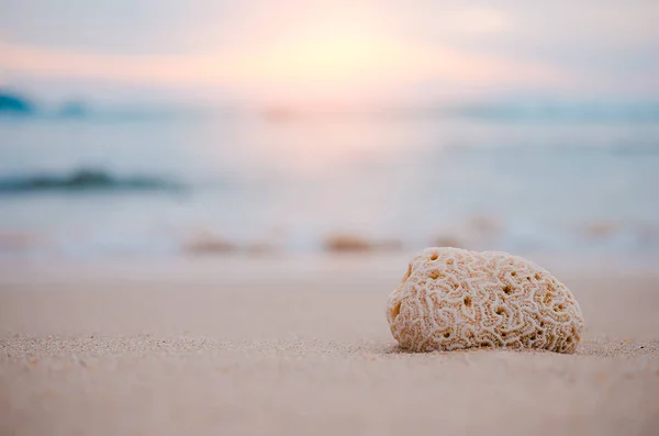 Copy space of dried coral on sand tropical sunset beach. — Stock Photo, Image