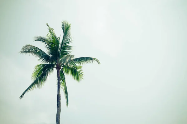 Kopiera utrymme av tropiska palmer med sol ljus på himlen bakgrund. — Stockfoto