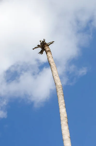 Getrocknete Palme auf blauem Himmel Hintergrund. — Stockfoto