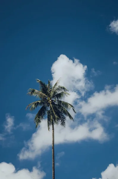 Kopiera utrymme av tropiska palmer med sol ljus på himlen bakgrund. — Stockfoto