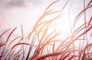 Günbatımı ve bokeh güneş ışık arka plan çimen çiçek.