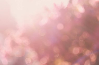 Bokeh güneş ışık arka plan doğa pembe çiçek bitki bulanıklık. 