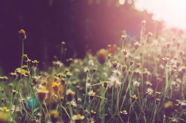 Günbatımı ve bokeh güneş ışık arka plan çimen çiçek.