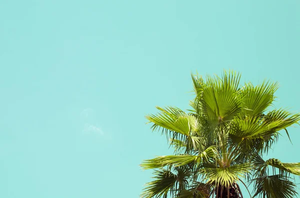 Copiar el espacio de la palmera sobre el fondo azul del cielo . — Foto de Stock