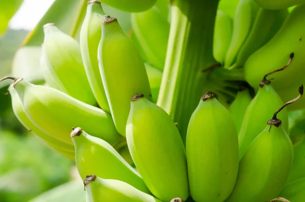 Oddział na zielonych bananów na drzewo w tle natura. — Zdjęcie stockowe