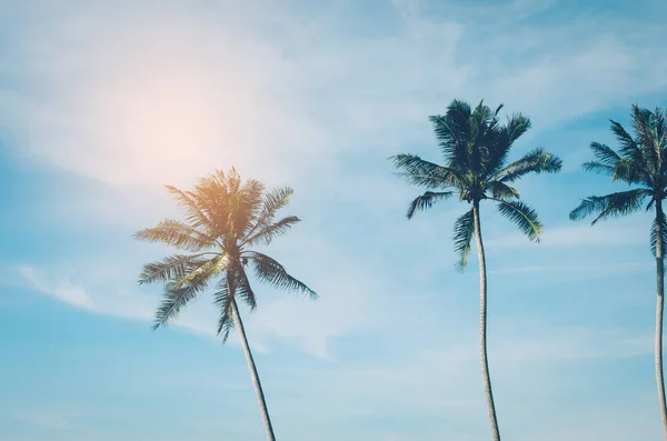 Espaço de cópia de palmeira tropical com luz solar no fundo do céu. — Fotografia de Stock
