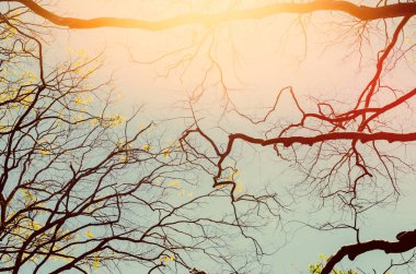 Doğa Sonbahar ağaç dalı gökyüzü ve beyaz bulutlar doku arka plan soyut. Ekoloji çevre ve seyahat kavramı relax. Vintage sesi filtre efekti renk stili.