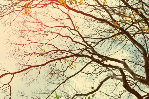 自然空と白い雲に秋の木の枝は テクスチャ背景を抽象化します 生態環境と旅行の概念をリラックスします ビンテージ トーン フィルター効果カラー スタイル — ストック写真