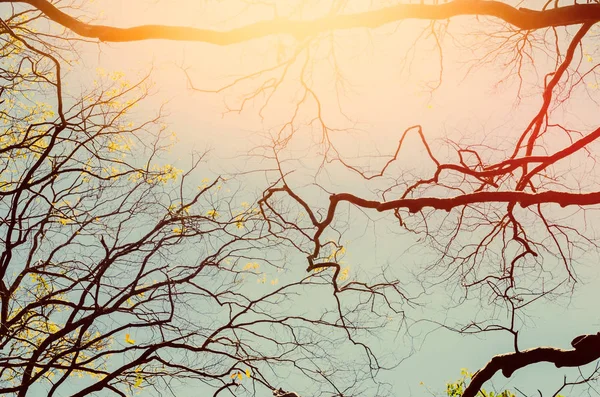 自然空と白い雲に秋の木の枝は テクスチャ背景を抽象化します 生態環境と旅行の概念をリラックスします ビンテージ トーン フィルター効果カラー スタイル — ストック写真