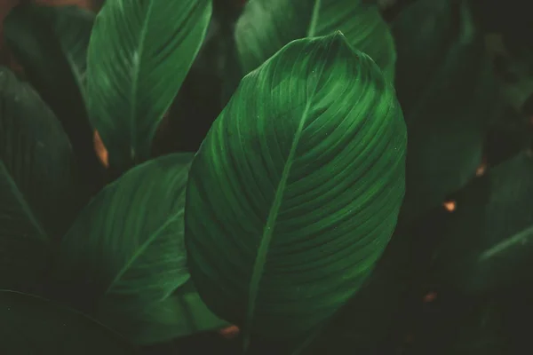 Tropical nature green leaf texture abstract background. — Stock Photo, Image