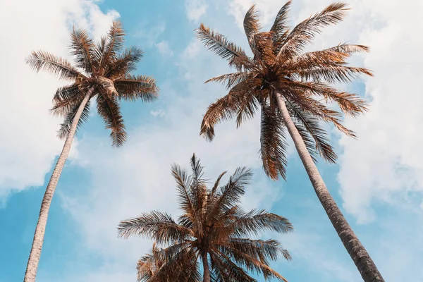 Espaço de cópia de palmeira tropical com luz solar no fundo do céu. — Fotografia de Stock