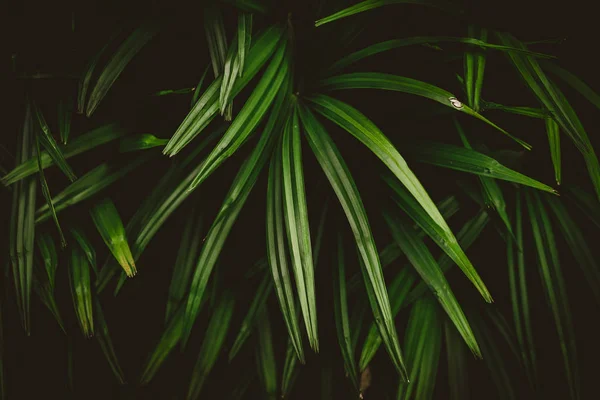 Τροπική φύση πράσινο φύλλο υφή αφηρημένα φόντο. — Φωτογραφία Αρχείου