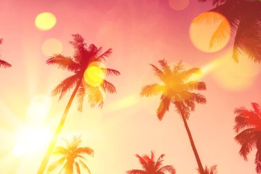 Tropikal palmiye ağacı günbatımı gökyüzü bulut arka plan üzerinde renkli bokeh güneş ışığı ile.