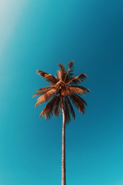 Gökyüzü arka planında güneş ışığı olan tropikal palmiye ağacını kopyala.