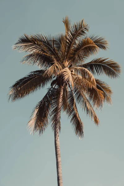 Copia lo spazio della palma tropicale con luce del sole sullo sfondo del cielo. — Foto Stock