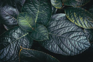 Tropikal doğa yaprak yeşil doku arka plan.