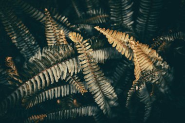 Tropikal doğa yaprak yeşil doku arka plan.