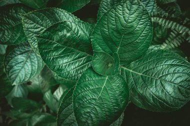 Tropikal doğa yaprak yeşil doku arka plan.