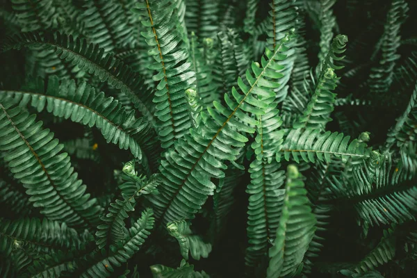 Тропічна природа зеленого листя текстури абстрактний фон . — стокове фото
