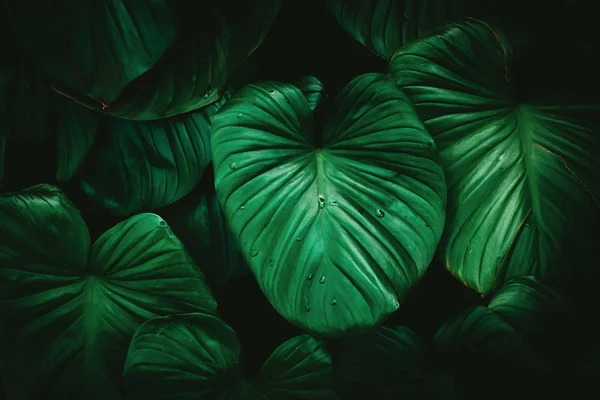 Abstraktní pozadí textury zelený list tropické přírody. — Stock fotografie