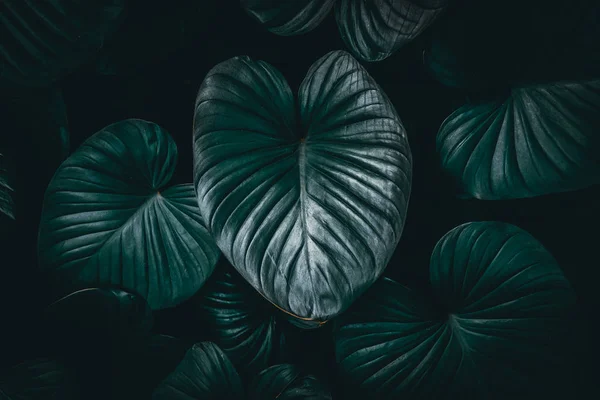Gros plan nature tropicale vert feuille caladium texture fond . — Photo