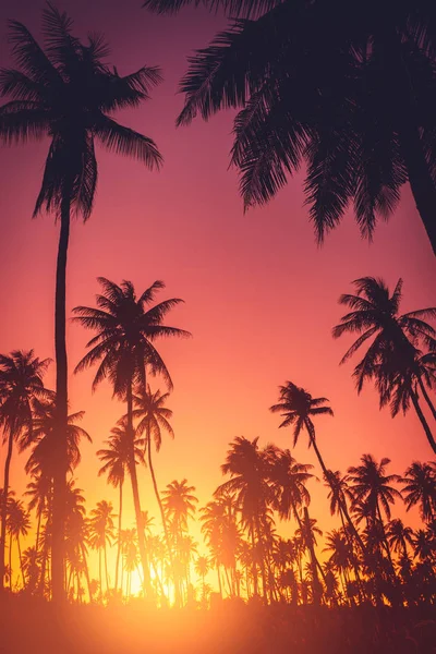 Tropical palm tree on sunset sky cloud abstract background. — Stock Photo, Image