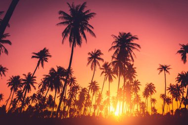 Tropical palm tree on sunset sky cloud abstract background. clipart