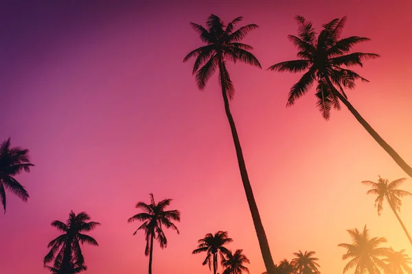 日落天空云的热带棕榈树抽象背景. — 图库照片