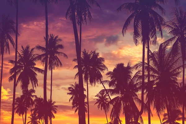 Тропические пальмы на фоне облаков на закате . — стоковое фото