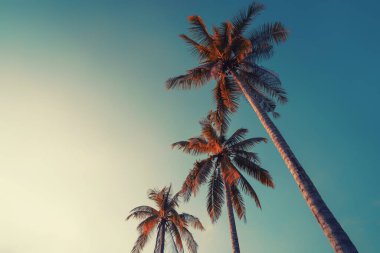Gökyüzü arka planında güneş ışığı olan tropikal palmiye ağacını kopyala.