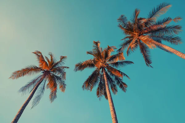 Espaço de cópia de palmeira tropical com luz solar no fundo do céu. — Fotografia de Stock