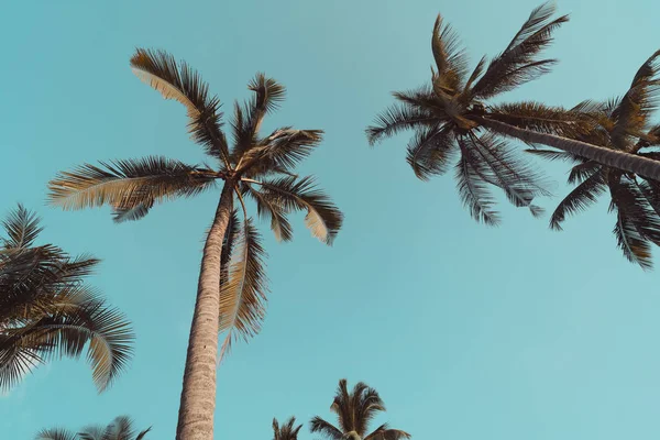 Espaço de cópia de palmeira tropical com luz solar no fundo do céu. — Fotografia de Stock