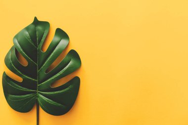 Tropical green leaf on yellow wall texture abstract background. Copy space for design product presantation and summer holiday concept.