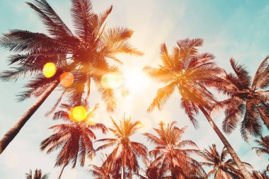 Gün batımında güneş ışığı alan tropikal palmiye ağaçlarının gölgelerini kopyala ve soyut bir zemin oluştur. Yaz tatili ve doğa yolculuğu macera konsepti. Klasik ton filtre efekti renk biçimi.