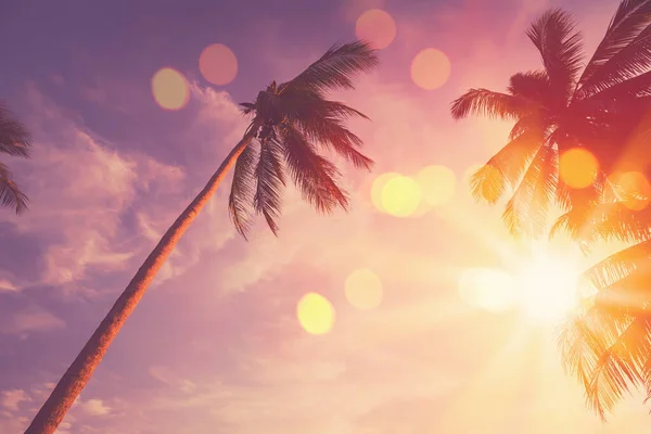 Copiez Espace Silhouette Palmier Tropical Avec Lumière Soleil Sur Ciel — Photo