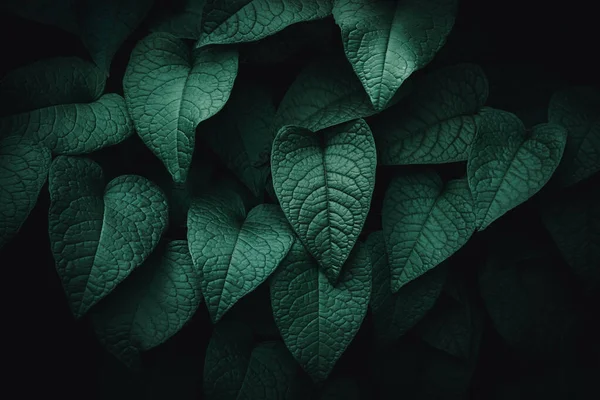Zblízka Kapky Deště Tropické Přírody Zelené Listy Textury Abstraktní Pozadí — Stock fotografie